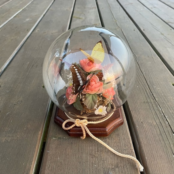 Vintage Real Butterfly Taxidermy Solid Glass Dome Globe Wood Base - Picture 1 of 12